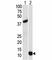 Small ubiquitin-related modifier 3 antibody, F40205-0.4ML, NSJ Bioreagents, Western Blot image 