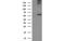 Acyl-CoA Thioesterase 12 antibody, MBS831236, MyBioSource, Western Blot image 