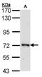 Origin Recognition Complex Subunit 2 antibody, LS-C185535, Lifespan Biosciences, Western Blot image 