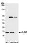 CLDN7 antibody, NBP2-78833, Novus Biologicals, Western Blot image 