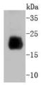 Histone Cluster 4 H4 antibody, A14495-2, Boster Biological Technology, Western Blot image 