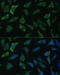 Endothelin Converting Enzyme 1 antibody, 19-770, ProSci, Immunofluorescence image 