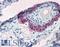 Keratin 15 antibody, LS-B2255, Lifespan Biosciences, Immunohistochemistry frozen image 