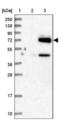 EYA Transcriptional Coactivator And Phosphatase 4 antibody, NBP1-85547, Novus Biologicals, Western Blot image 