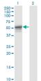 Keratin 13 antibody, H00003860-M05, Novus Biologicals, Western Blot image 