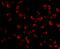 P21 (RAC1) Activated Kinase 5 antibody, 3075, ProSci, Immunofluorescence image 