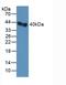Serpin Family E Member 1 antibody, LS-C314539, Lifespan Biosciences, Western Blot image 