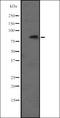 Protein Tyrosine Kinase 7 (Inactive) antibody, orb335469, Biorbyt, Western Blot image 