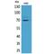 Kelch Like ECH Associated Protein 1 antibody, LS-C386986, Lifespan Biosciences, Western Blot image 