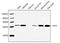 HtrA Serine Peptidase 2 antibody, LS-B13675, Lifespan Biosciences, Western Blot image 