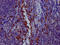 Granzyme B antibody, CSB-RA794900A0HU, Cusabio, Immunohistochemistry frozen image 