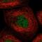Kelch Domain Containing 3 antibody, PA5-56358, Invitrogen Antibodies, Immunofluorescence image 