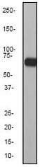 CD86 antibody, ab53004, Abcam, Western Blot image 