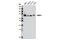 RB Binding Protein 5, Histone Lysine Methyltransferase Complex Subunit antibody, 8037S, Cell Signaling Technology, Western Blot image 
