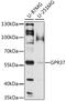 G Protein-Coupled Receptor 37 antibody, 16-730, ProSci, Western Blot image 