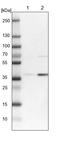 RFNG O-Fucosylpeptide 3-Beta-N-Acetylglucosaminyltransferase antibody, PA5-52844, Invitrogen Antibodies, Western Blot image 