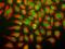 Nucleoporin 98 antibody, 50-132, ProSci, Immunofluorescence image 