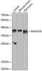 Mitogen-Activated Protein Kinase Kinase 6 antibody, 15-419, ProSci, Western Blot image 