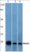 PRA1 Domain Family Member 2 antibody, orb314477, Biorbyt, Western Blot image 