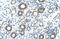 Ubiquitin Conjugating Enzyme E2 J1 antibody, 29-845, ProSci, Enzyme Linked Immunosorbent Assay image 