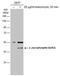 Jun Proto-Oncogene, AP-1 Transcription Factor Subunit antibody, MA5-27760, Invitrogen Antibodies, Western Blot image 