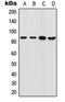 Forkhead Box M1 antibody, orb213936, Biorbyt, Western Blot image 