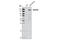 FLT4 antibody, 3408S, Cell Signaling Technology, Western Blot image 