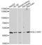 Solute Carrier Family 16 Member 7 antibody, LS-C747493, Lifespan Biosciences, Western Blot image 