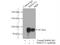 A-Kinase Anchoring Protein 17A antibody, 13441-1-AP, Proteintech Group, Immunoprecipitation image 