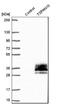 Tetraspanin 15 antibody, NBP1-92540, Novus Biologicals, Western Blot image 