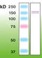 iNOS antibody, M00368-2, Boster Biological Technology, Western Blot image 