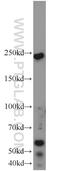 TUB Bipartite Transcription Factor antibody, 17928-1-AP, Proteintech Group, Western Blot image 