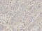 Moesin antibody, A00766, Boster Biological Technology, Immunohistochemistry paraffin image 