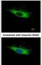 Afamin antibody, PA5-29500, Invitrogen Antibodies, Immunofluorescence image 