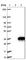 GRB2 Related Adaptor Protein antibody, HPA046595, Atlas Antibodies, Western Blot image 