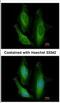 Starch Binding Domain 1 antibody, NBP2-16640, Novus Biologicals, Immunocytochemistry image 