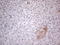 Colony Stimulating Factor 2 antibody, LS-C798472, Lifespan Biosciences, Immunohistochemistry paraffin image 