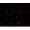 Acidic Nuclear Phosphoprotein 32 Family Member A antibody, NBP2-25097, Novus Biologicals, Immunofluorescence image 