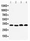 Prohibitin 2 antibody, PA5-79817, Invitrogen Antibodies, Western Blot image 