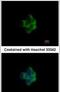 NADH:Ubiquinone Oxidoreductase Subunit A10 antibody, PA5-22348, Invitrogen Antibodies, Immunofluorescence image 