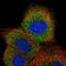 GTP Binding Protein 2 antibody, PA5-56738, Invitrogen Antibodies, Immunofluorescence image 