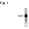 Glutamate Ionotropic Receptor AMPA Type Subunit 1 antibody, OPA1-04118, Invitrogen Antibodies, Western Blot image 