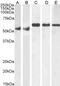 Karyopherin Subunit Alpha 4 antibody, PA5-18239, Invitrogen Antibodies, Western Blot image 