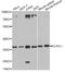 ELAV Like RNA Binding Protein 1 antibody, A6089, ABclonal Technology, Western Blot image 