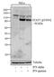 Signal Transducer And Activator Of Transcription 5A antibody, 71-6900, Invitrogen Antibodies, Western Blot image 