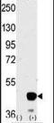 Mitogen-Activated Protein Kinase Kinase 2 antibody, PA5-15167, Invitrogen Antibodies, Western Blot image 