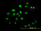 Zinc Finger Protein 136 antibody, LS-C198480, Lifespan Biosciences, Immunofluorescence image 