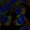 PtdIns(3,4,5)-dependent Rac exchanger 2 antibody, NBP2-56590, Novus Biologicals, Immunofluorescence image 