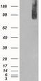 B-Raf Proto-Oncogene, Serine/Threonine Kinase antibody, LS-C114544, Lifespan Biosciences, Western Blot image 