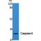 Caspase 6 antibody, LS-C380550, Lifespan Biosciences, Western Blot image 